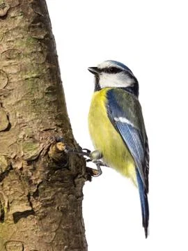 Blue Tit on a tree trunk Stock Photos
