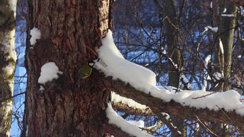 Blue tit in tree in winter searches in the bark of tree for bugs Stock Footage 288745099
