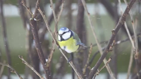 Blue tit on a twig Stock Footage 244566584