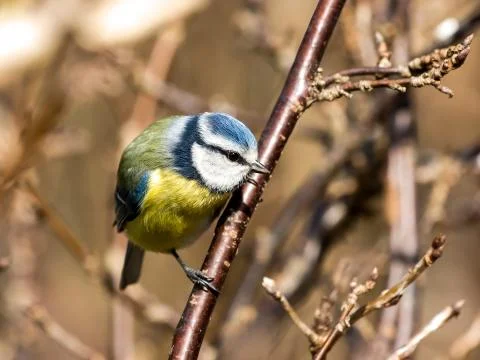 Blue tit on a twig Foto stock