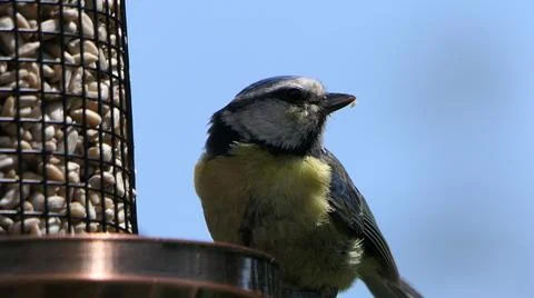 Blue Tit UK with blue sky background Stock Photos