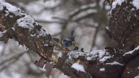 Blue tit with walnut in tree Stock Footage 300442016