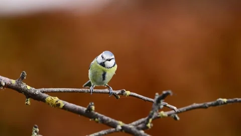 A Blue Tit in the wild Stock Footage 320353852