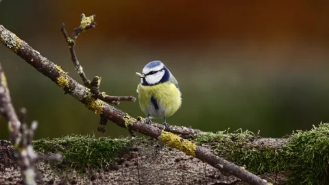 A Blue Tit in the wild Stock Footage 320353889