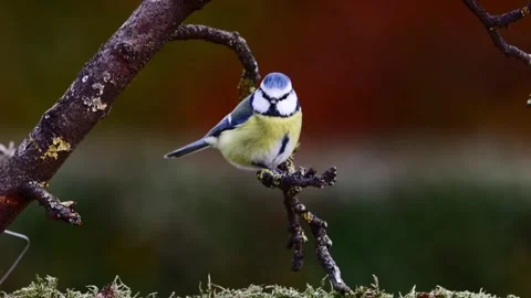 A Blue Tit in the wild Stock Footage 320353906