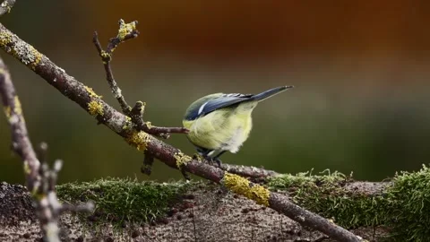A Blue Tit in the wild Stock Footage 320353927