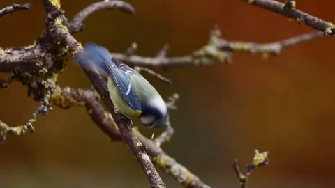 A Blue Tit in the wild Stock Footage 320353928
