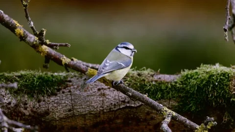 A Blue Tit in the wild Stock Footage 320353939