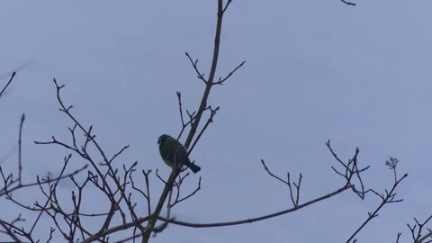 A blue tit on a winter bare branch, flies away - winter, snow in background Stock Footage 148618784