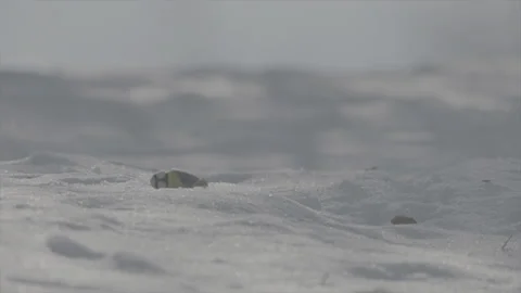 Blue tit in winter Stock Footage 246325071