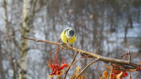 Blue tit in a winter forest on a rowan branch. Stockbeeldmateriaal 295342576