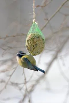 Blue tit in winter Stock Photos