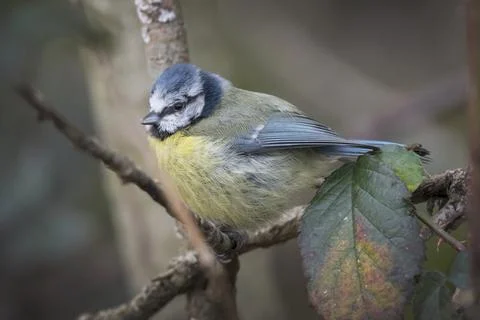 Blue Tit in winter Foto stock