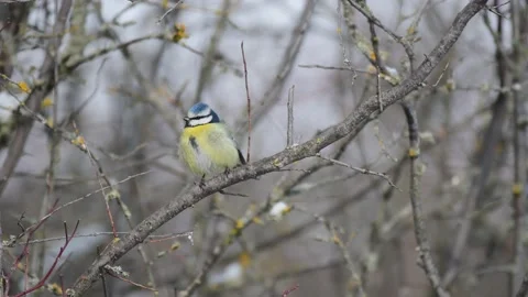 Blue tit in winter, Scientific name: Cyanistes Caeruleus Stock-Footage 201478535