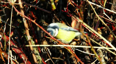 Blue tit in the winter time feeding on thistle Stock Footage 33602237