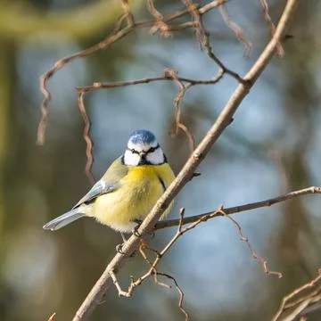 Blue tit in the winter on a tree Stock-Fotos