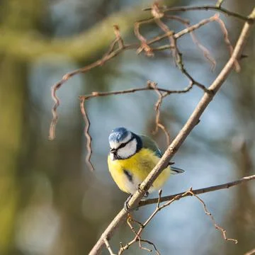 Blue tit in the winter on a tree Stock Photos