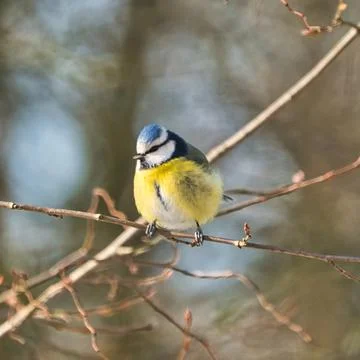 Blue tit in the winter on a tree Foto stock