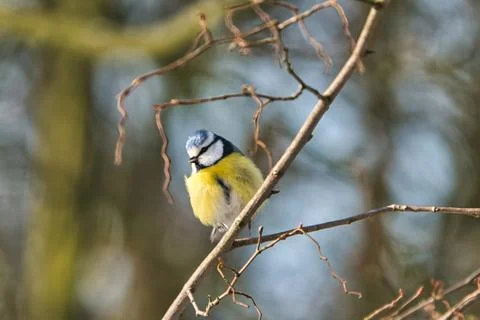 Blue tit in the winter on a tree Stock Photos