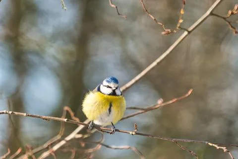 Blue tit in the winter on a tree Stock-Fotos