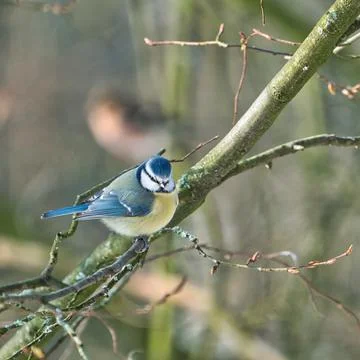 Blue tit in the winter on a tree Stock Photos