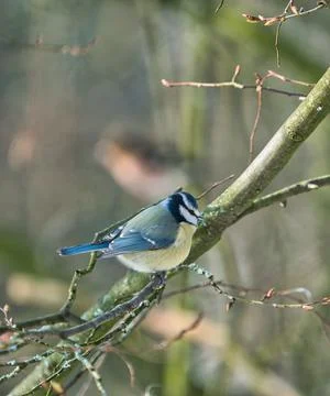 Blue tit in the winter on a tree Foto stock