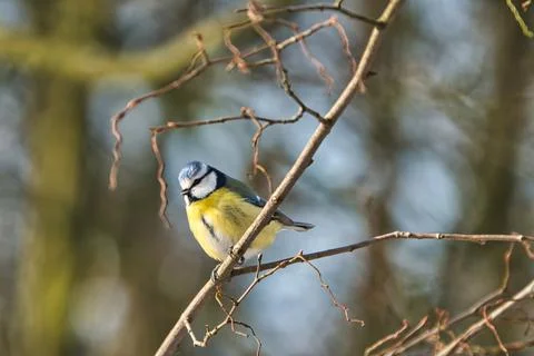 Blue tit in the winter on a tree Stock Photos