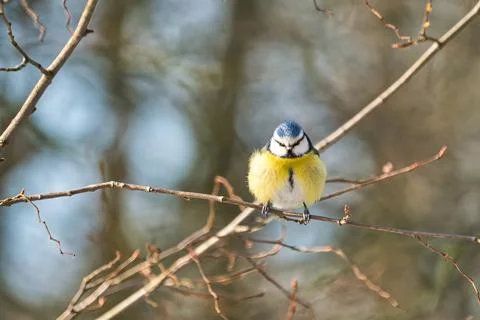 Blue tit in the winter on a tree Stock Photos