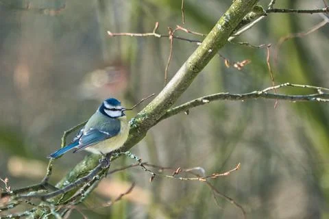 Blue tit in the winter on a tree Stock-Fotos