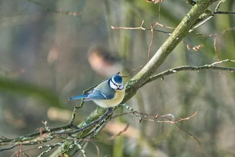Blue tit in the winter on a tree Foto stock