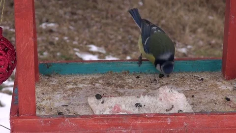 Blue tit in wintertime bird feeder Stock Footage 72639662