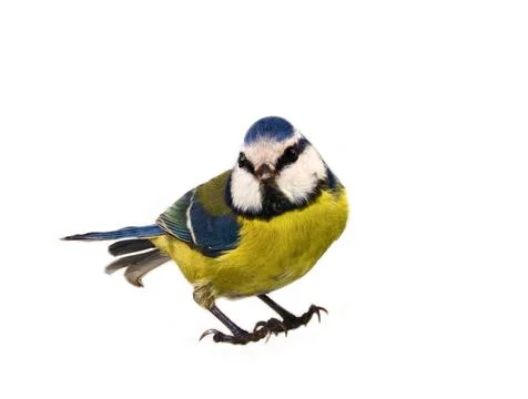 Blue titmouse (Parus caeruleus) Stock Photos