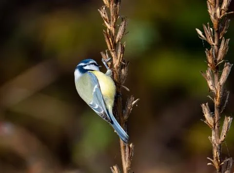 Blue Titmouse On Tree Stock Photos