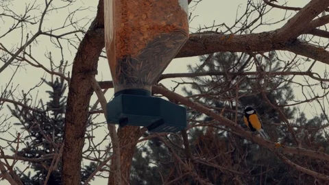Blue Tits and Sparrows feeding in winter 動画素材 89924192
