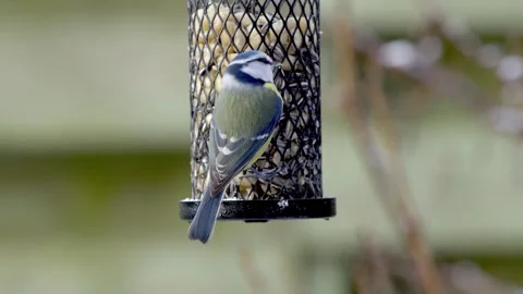Blue tits on a bird feeder Stock Footage 244566573