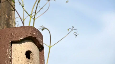 Blue tits in brood care Stock Footage 101050316