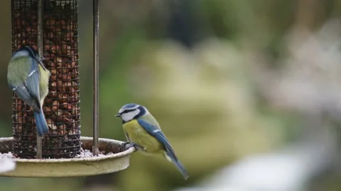 Blue tits feeding and flying around a bird feeder. Slow motion. Stock Footage 168139769