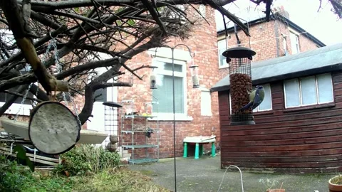 Blue Tits Feeding Stock Footage 235444858