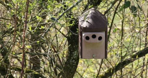 Blue tits flying in and out of a nesting box, active breeding behavior in a Stock Footage 333798733
