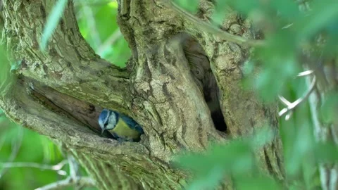 Blue Tits Stock Footage 143700870