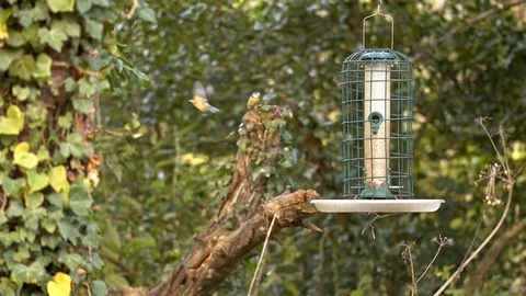 Blue Tits, Great Tits and Coal Tits on garden feeder. Stock Footage