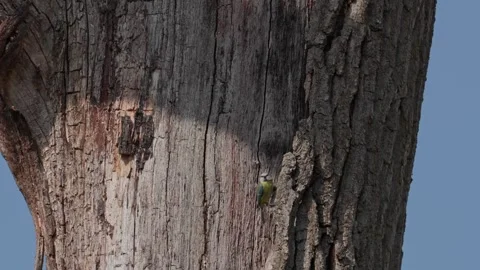 Blue tits hide Video stock 334378160