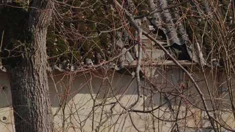 Blue tits hide, Stock Footage 334378455