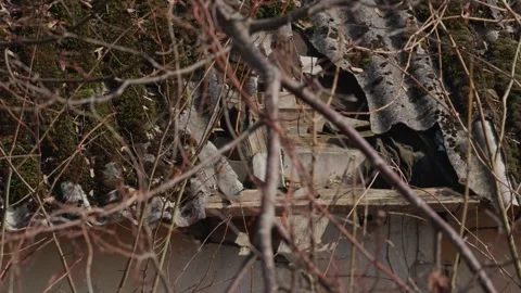 Blue tits hide, Video stock 334378747