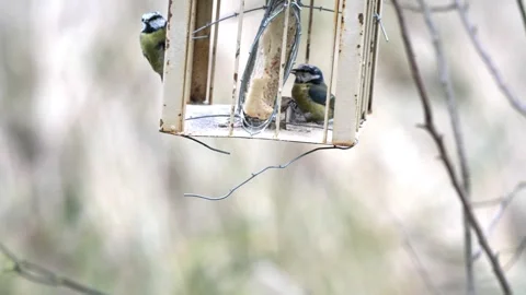 Blue tits muted Stock Footage 253643460