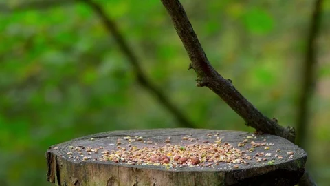 BLUE TITS NUTHATCH FEEDING FORGE VALLEY EAST AYTON Stock Footage 70704101