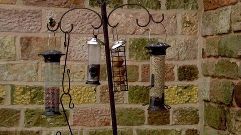 BLUE TITS SEED FEEDERS BIDDULPH PARK STAFFORDSHIRE Stock Footage 70704635