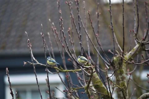 Blue tits in spring on a bare apple tree Stock Photos