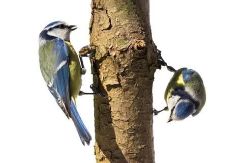 Blue Tits on a tree trunk Stock Photos