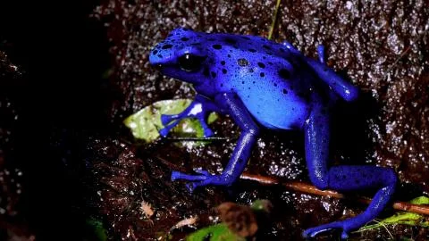 Blue toad close-up on a wet surface Stock Photos